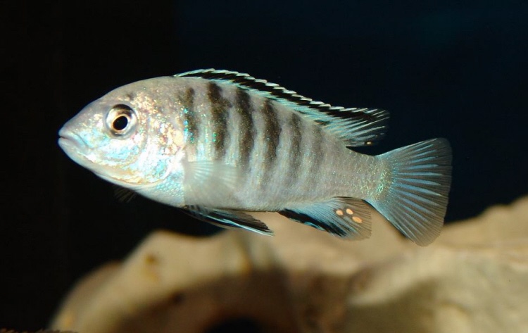 Labidochromis caeruleus 'Lundo Island'